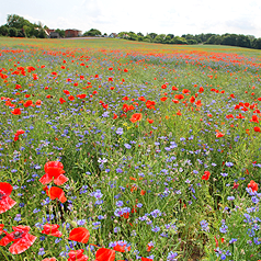 Blumenwiese